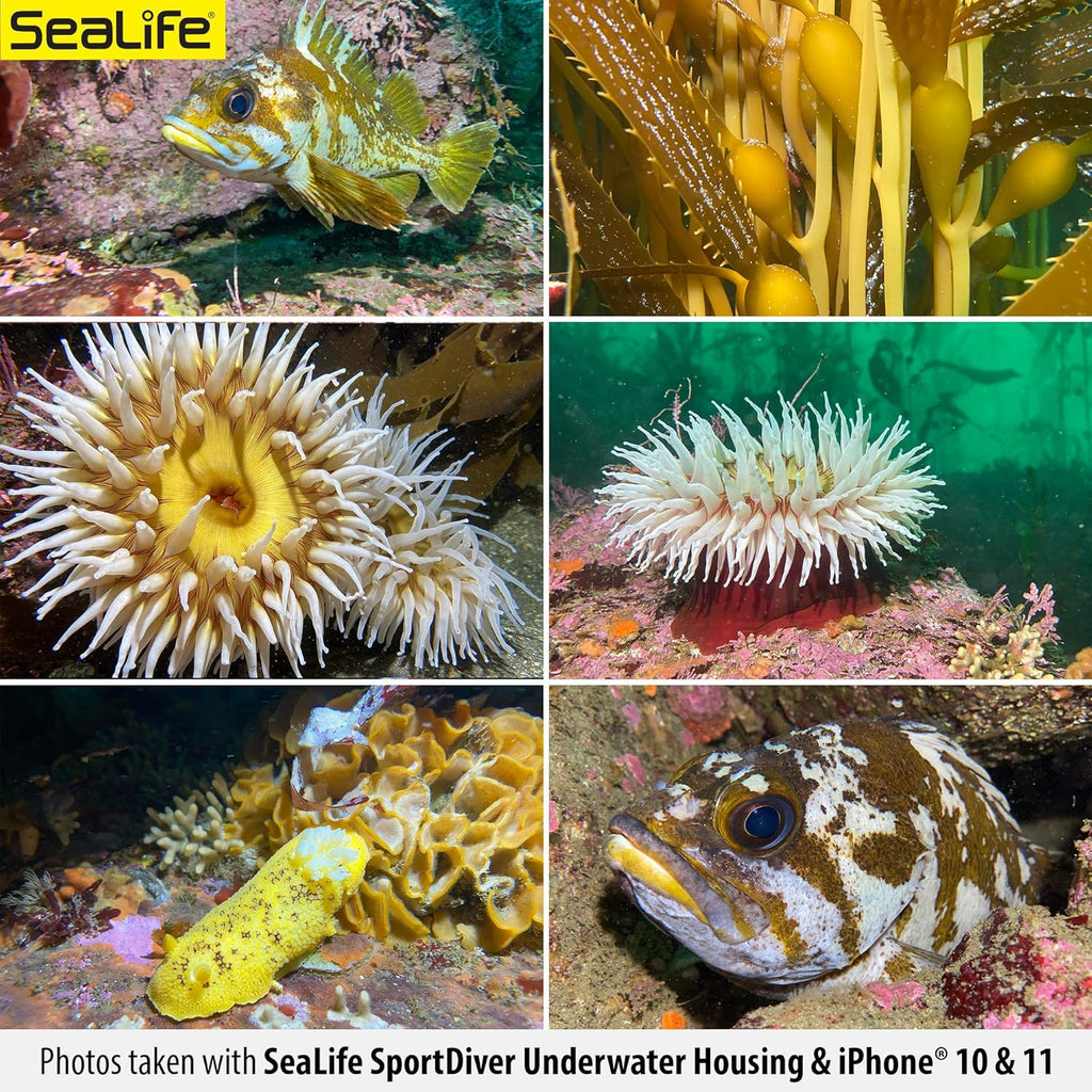 Waterproof Scuba Case for Smartphone Photography M313