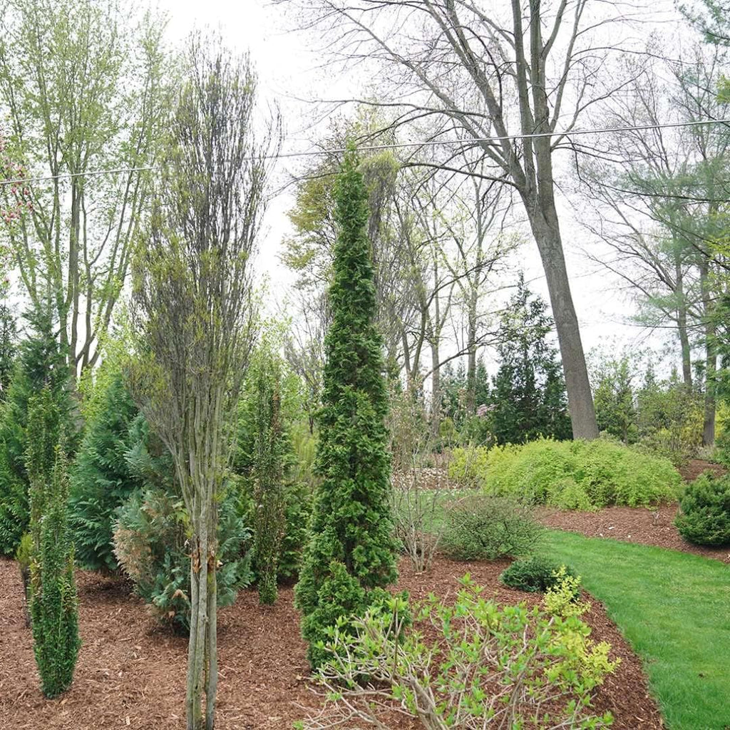 1 Gallon Green Foliage Arborvitae Shrub Z871