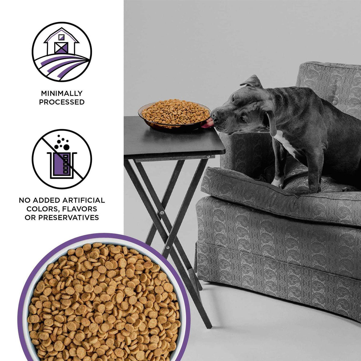 Dog Food D24022