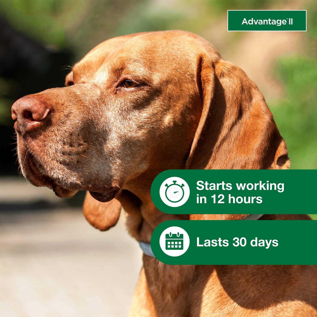 Advantage II for Dogs P757