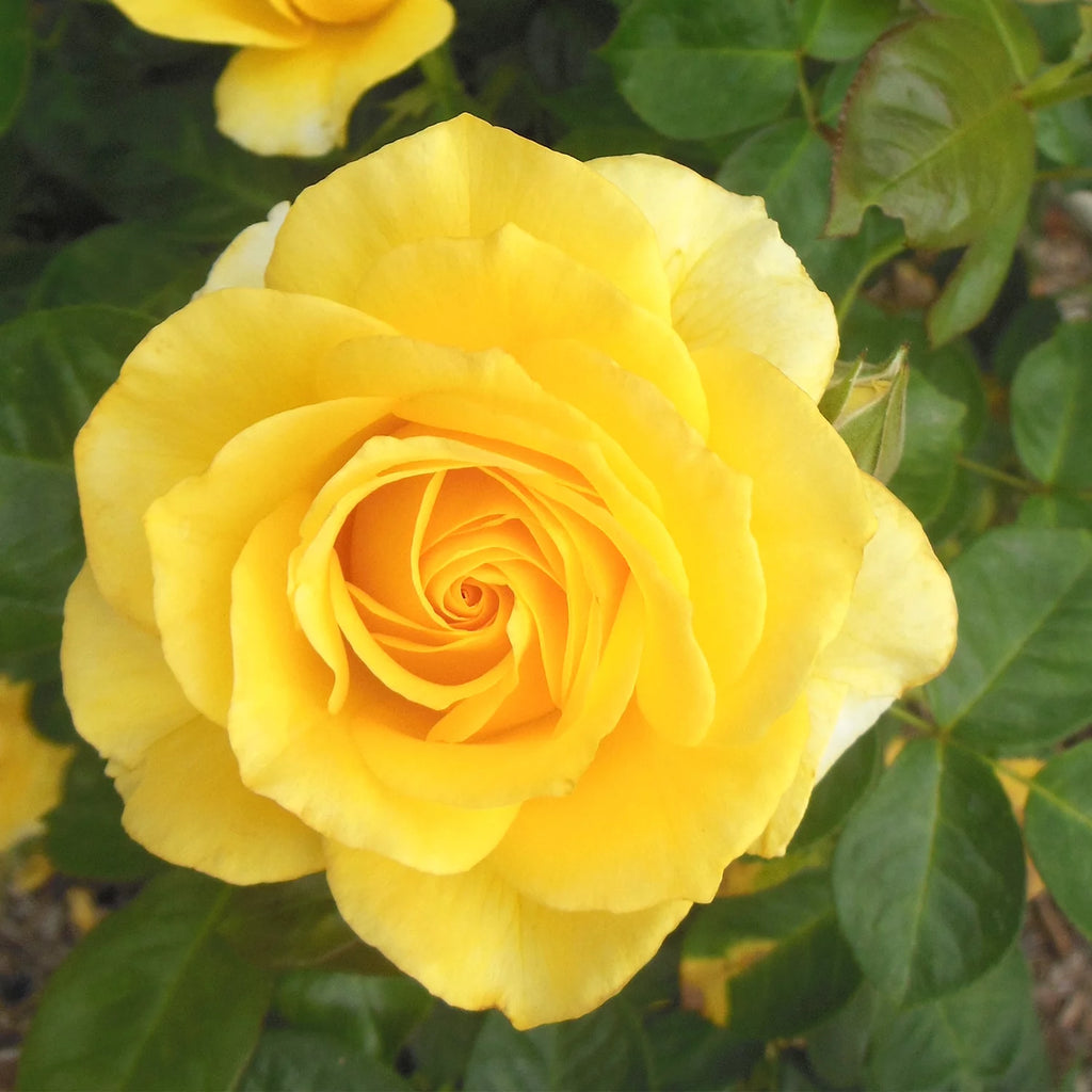 Yellow Rose Live Plant E835