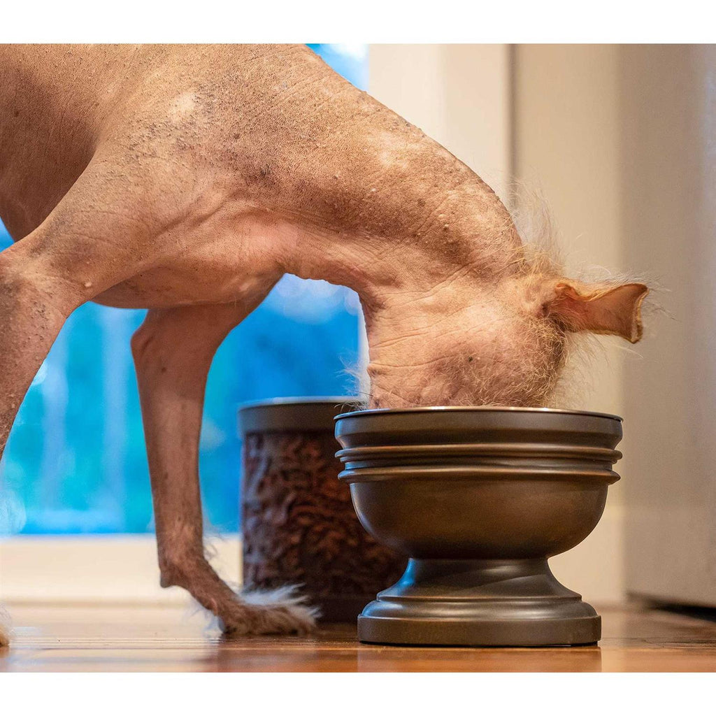 Elevated Dog Bowl S59315