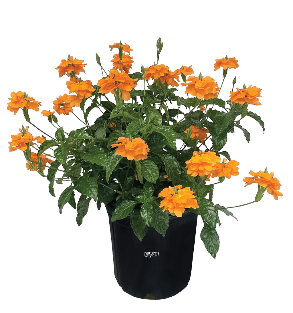Orange Live Plant in Grower Pot O7009