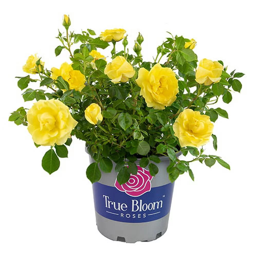 Yellow Rose Live Plant E835