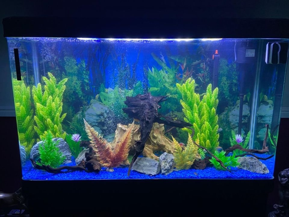 Large Aquarium 4ft 300L P6684