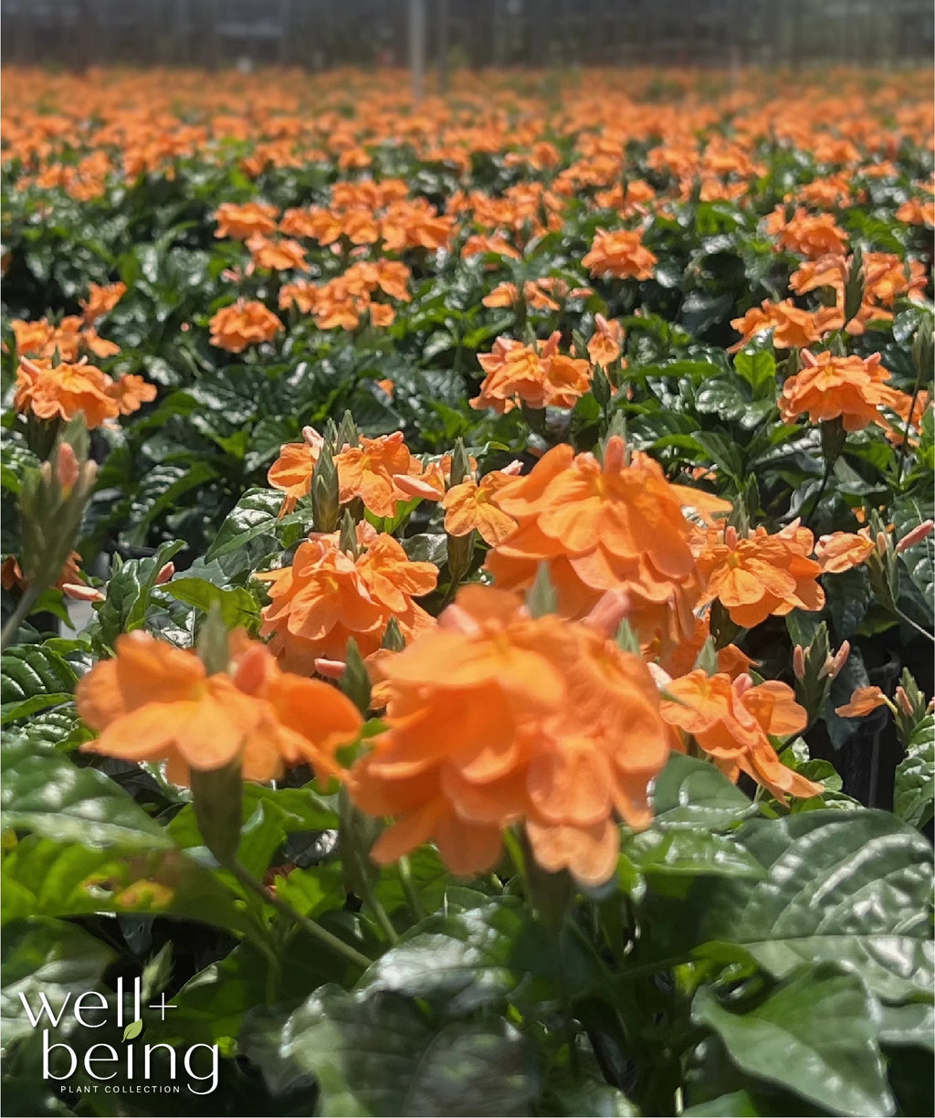 Orange Live Plant in Grower Pot O7009