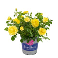 Yellow Rose Live Plant E835