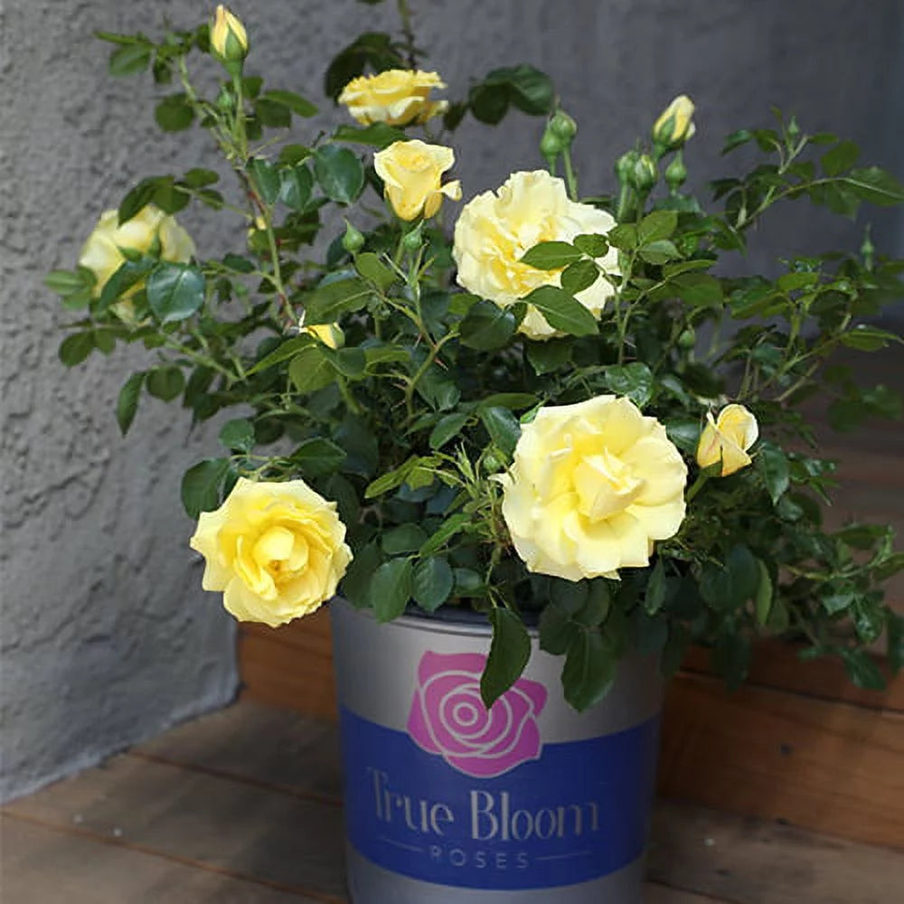 Yellow Rose Live Plant E835
