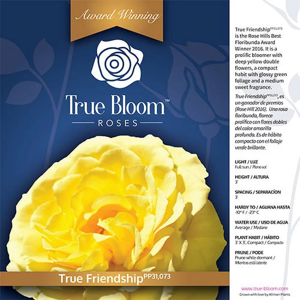 Yellow Rose Live Plant E835