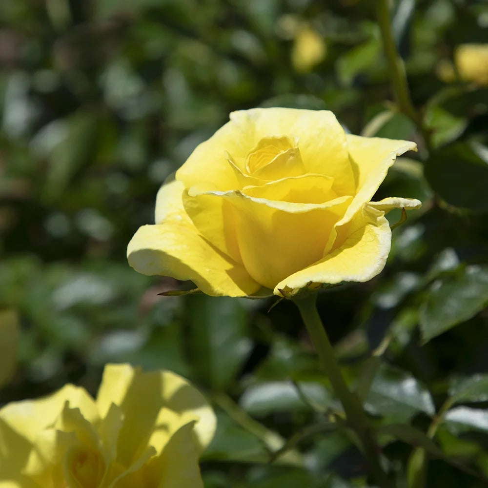 Yellow Rose Live Plant E835