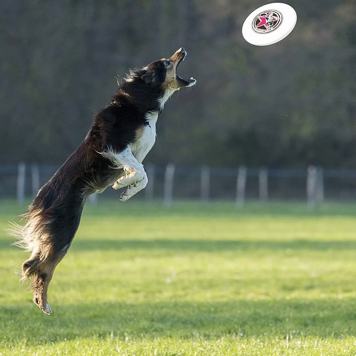 Flying Disc S79545