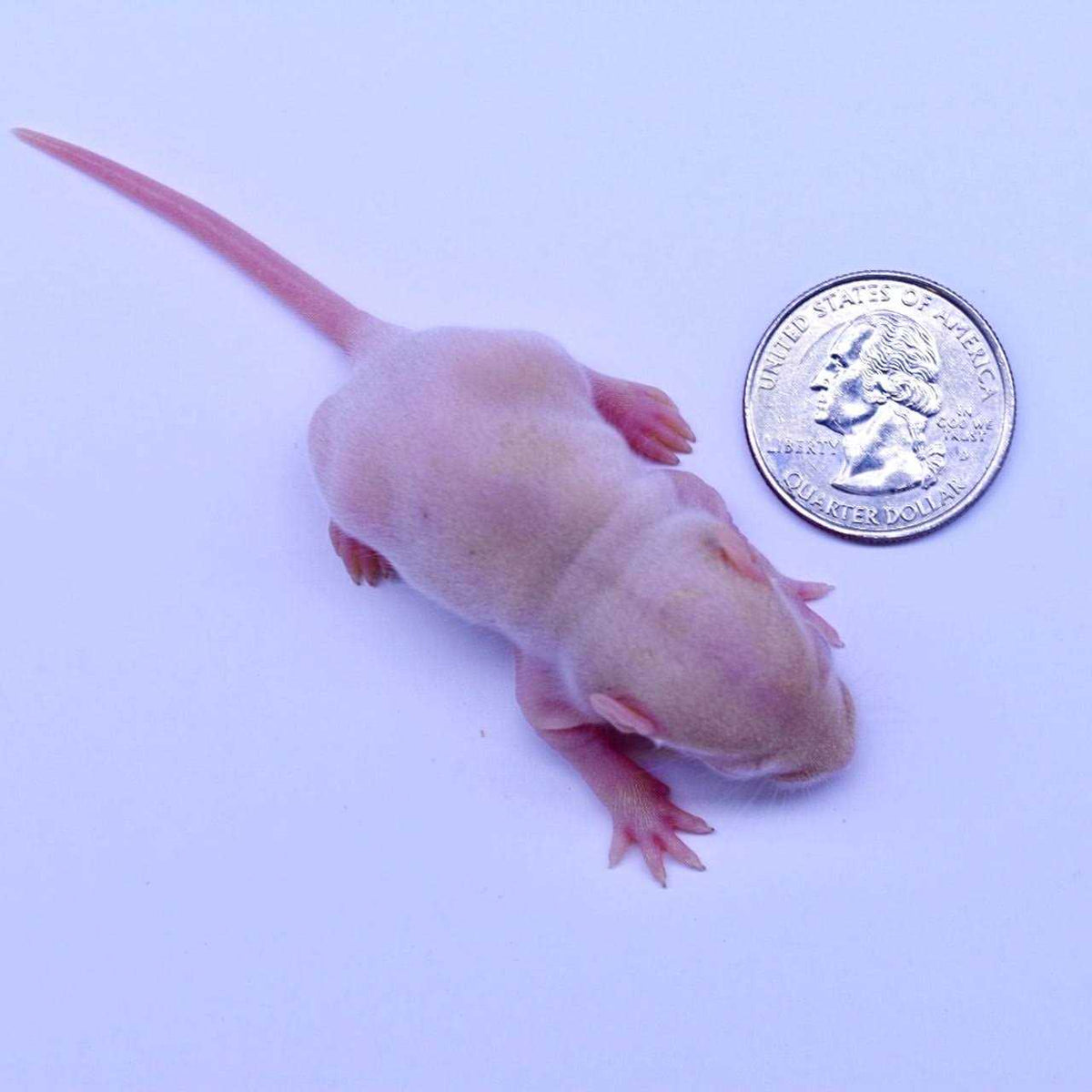 Frozen Mice Feeders Combo Pack 150 Count E38368