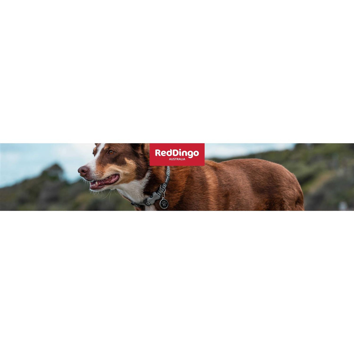 Dog Collar L76892