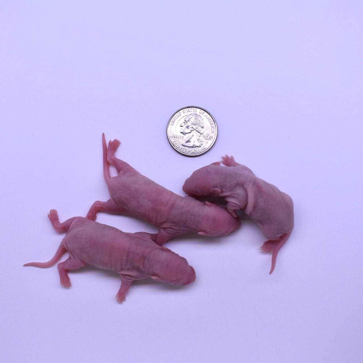 Frozen Mice Feeders Combo Pack 150 Count E38368