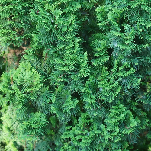 1 Gallon Green Foliage Arborvitae Shrub Z871