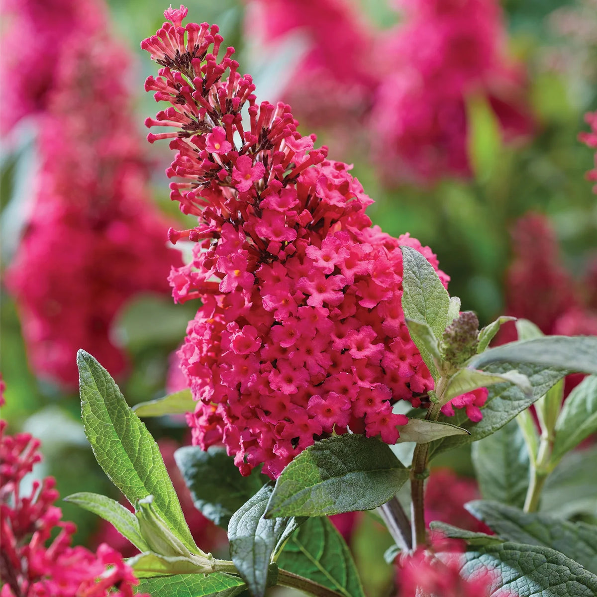 Pink Flowering Perennial 1.5 gal J486476