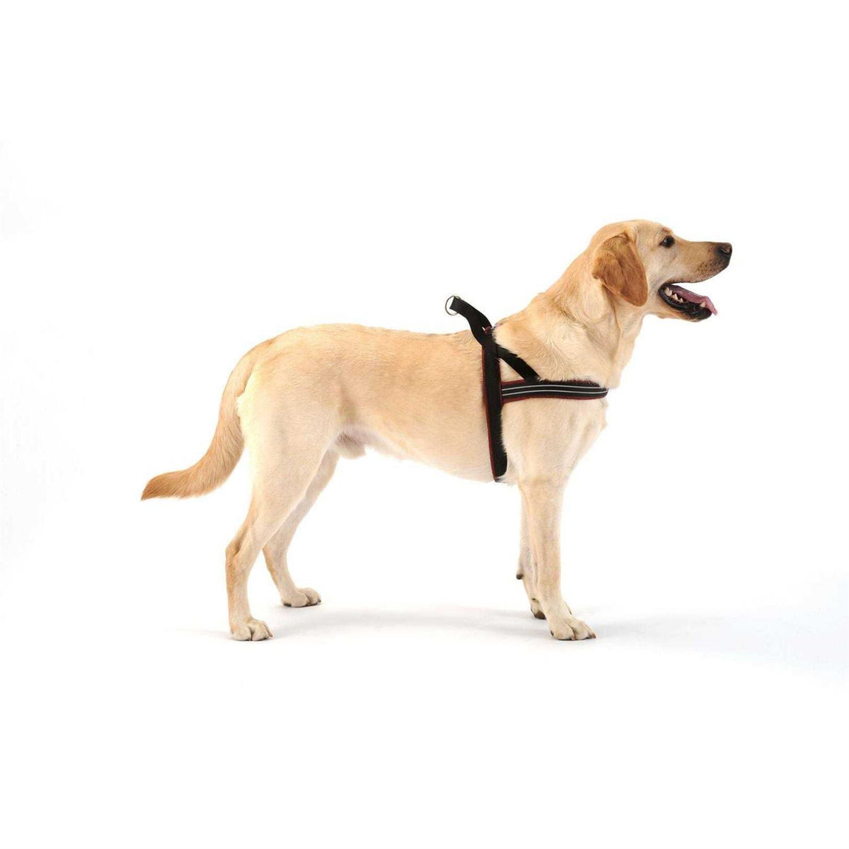 Sport Harness I868807