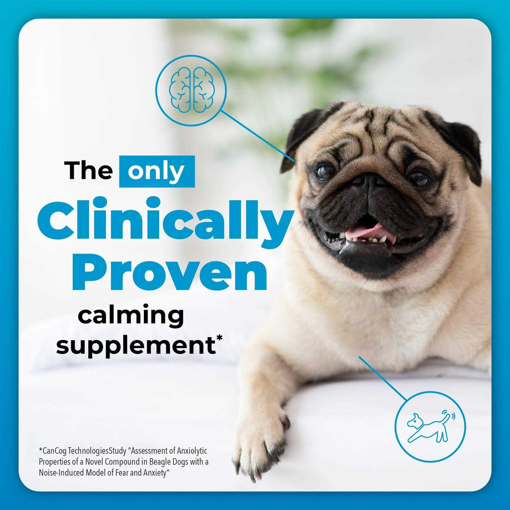 Calming Supplement for Dogs V444217