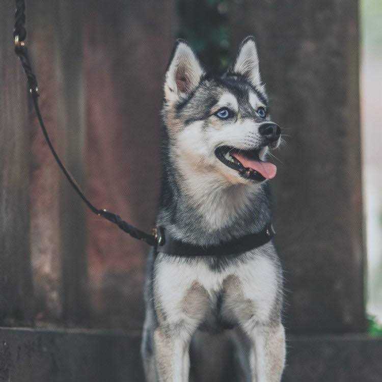 Leather Dog Harness W7567
