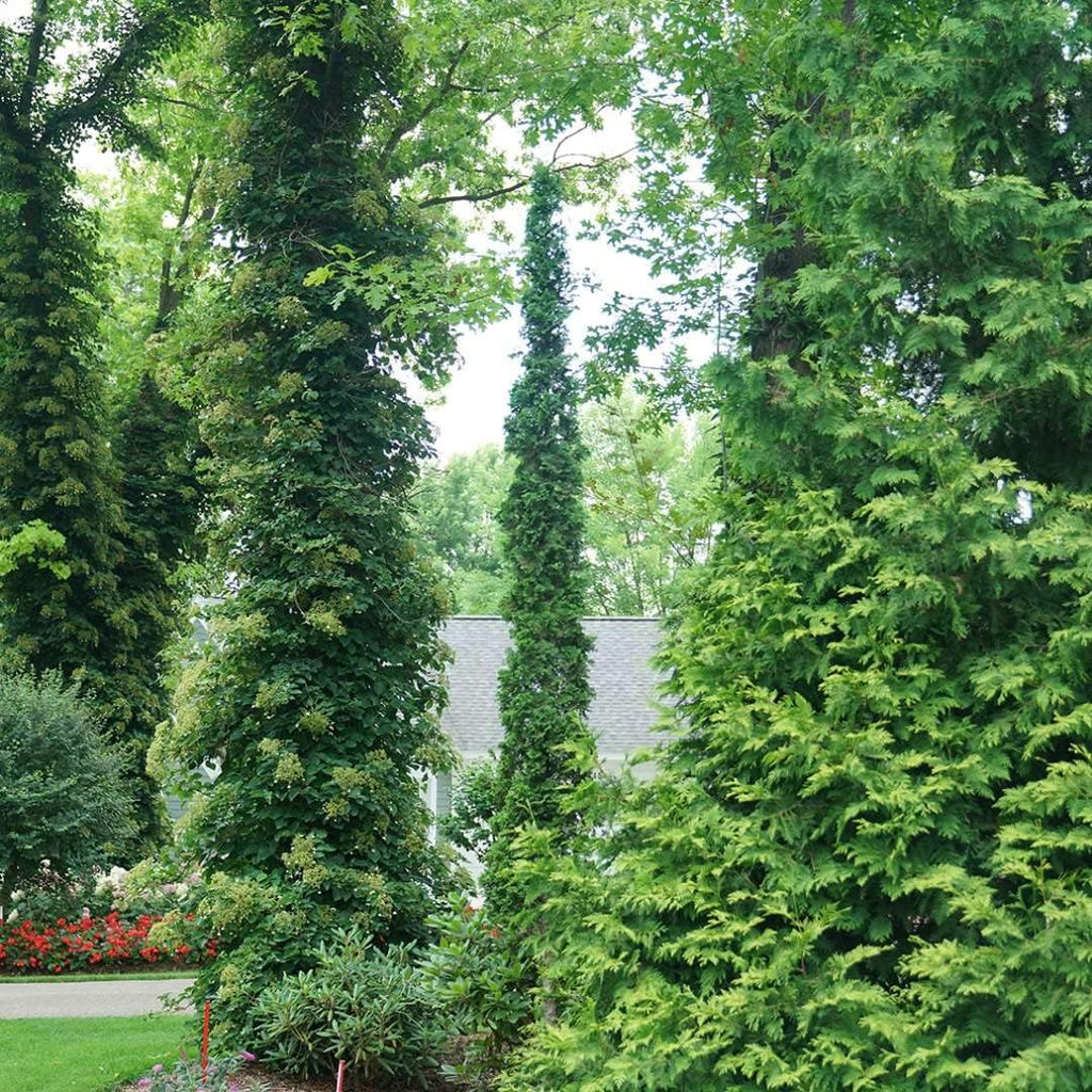 1 Gallon Green Foliage Arborvitae Shrub Z871