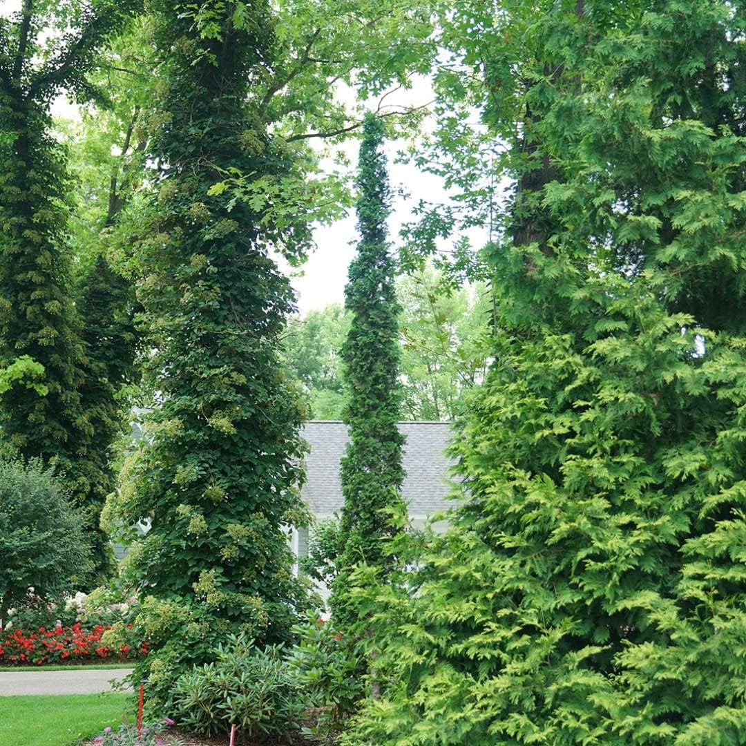 1 Gallon Green Foliage Arborvitae Shrub Z871