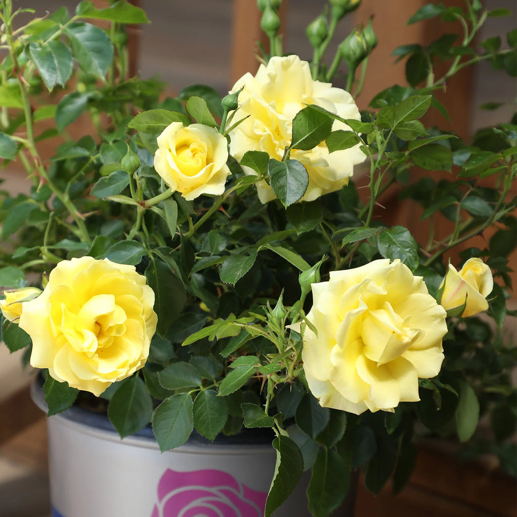 Yellow Rose Live Plant E835