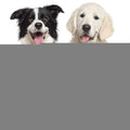 Slow Feeder Non Slip Dog Bowl Y272