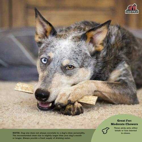 Moose Antler Dog Chew X4190