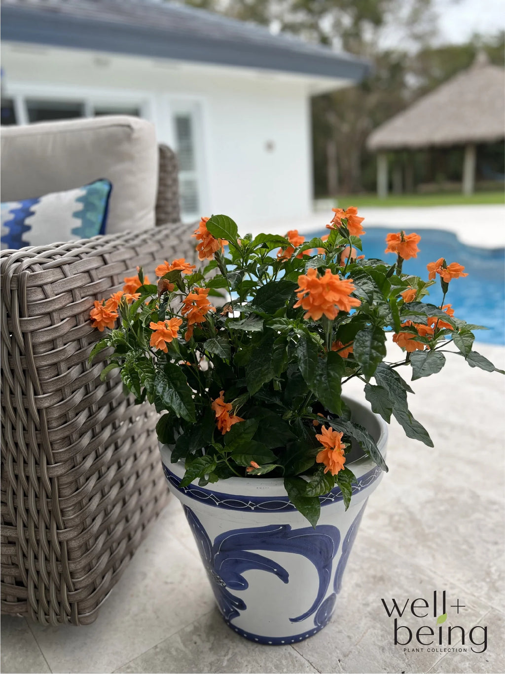Orange Live Plant in Grower Pot O7009
