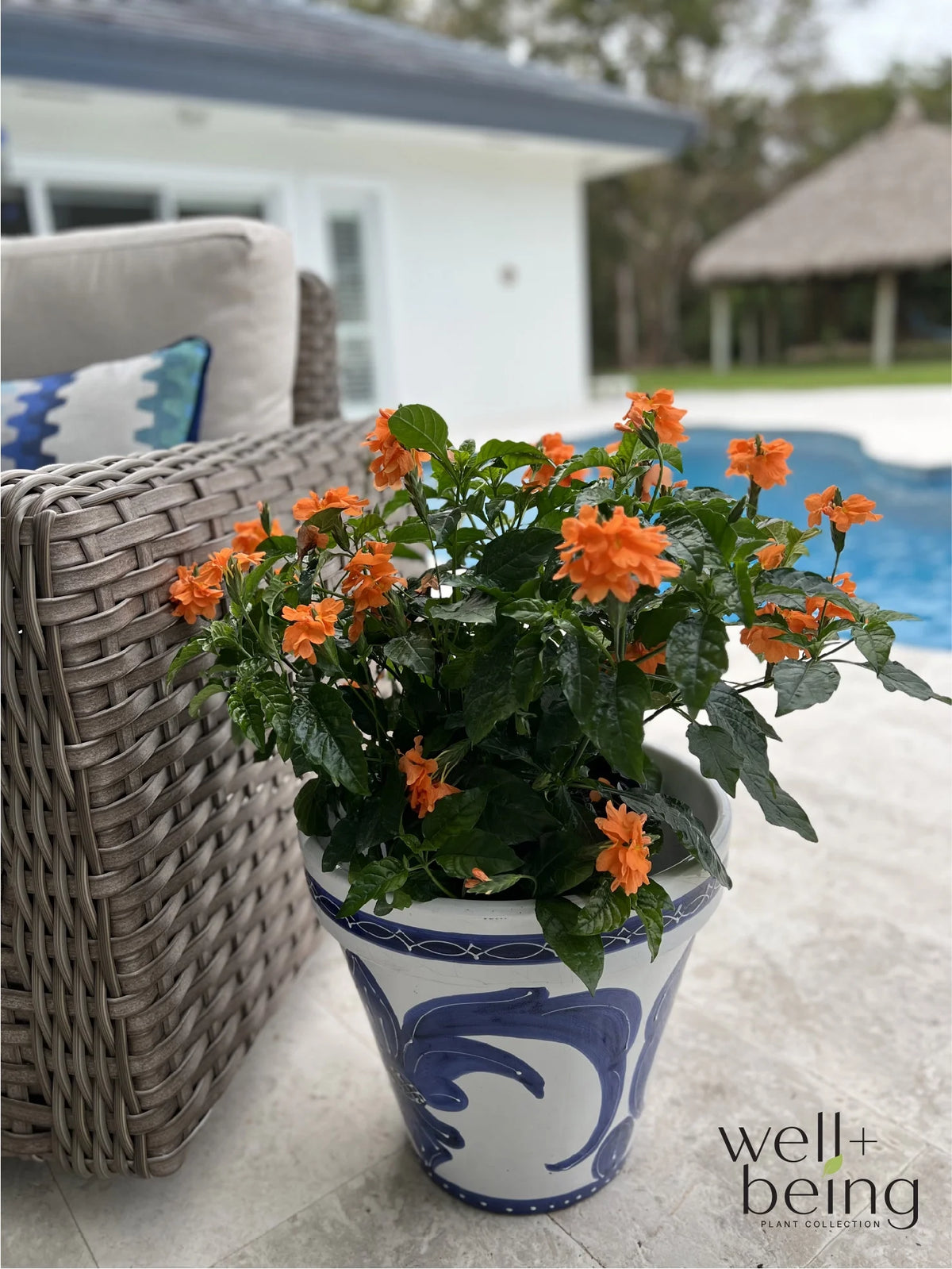 Orange Live Plant in Grower Pot O7009