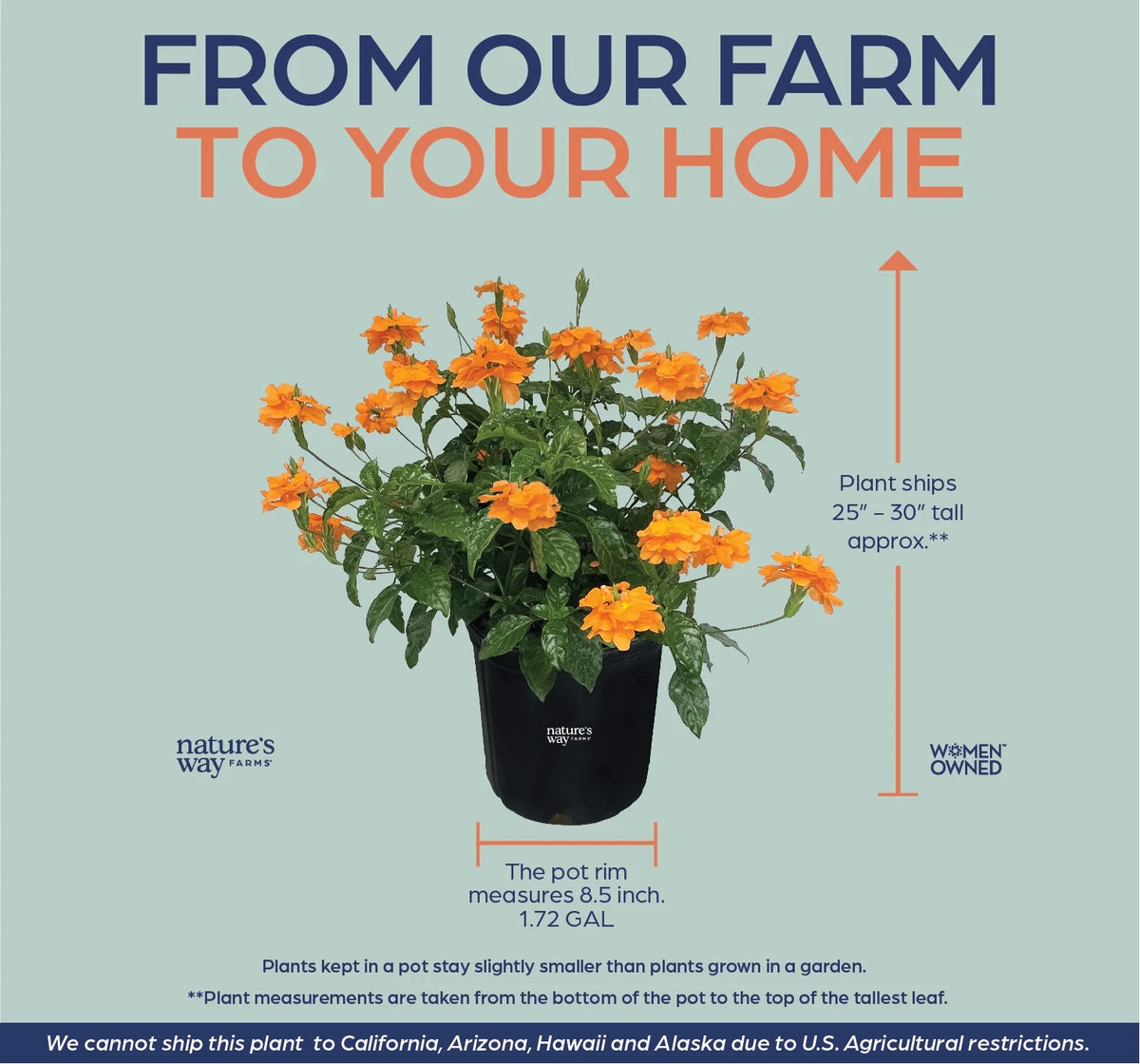 Orange Live Plant in Grower Pot O7009
