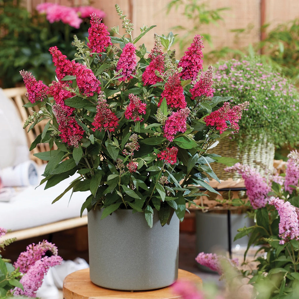 Pink Flowering Perennial 1.5 gal J486476