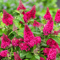 Pink Flowering Perennial 1.5 gal J486476