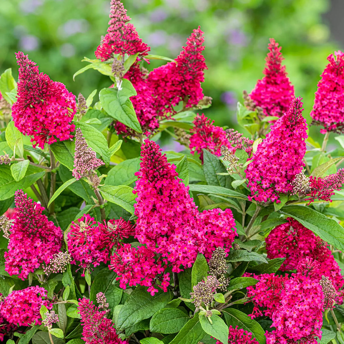 Pink Flowering Perennial 1.5 gal J486476