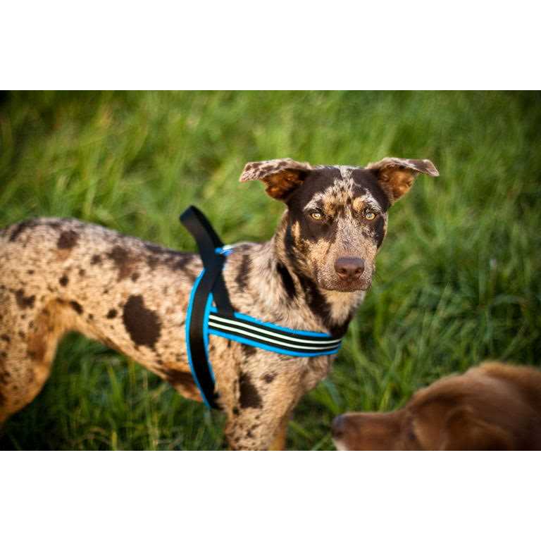 Sport Harness I868807