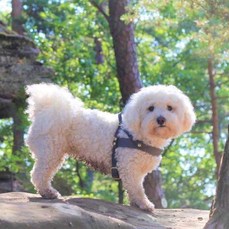 Leather Dog Harness W7567