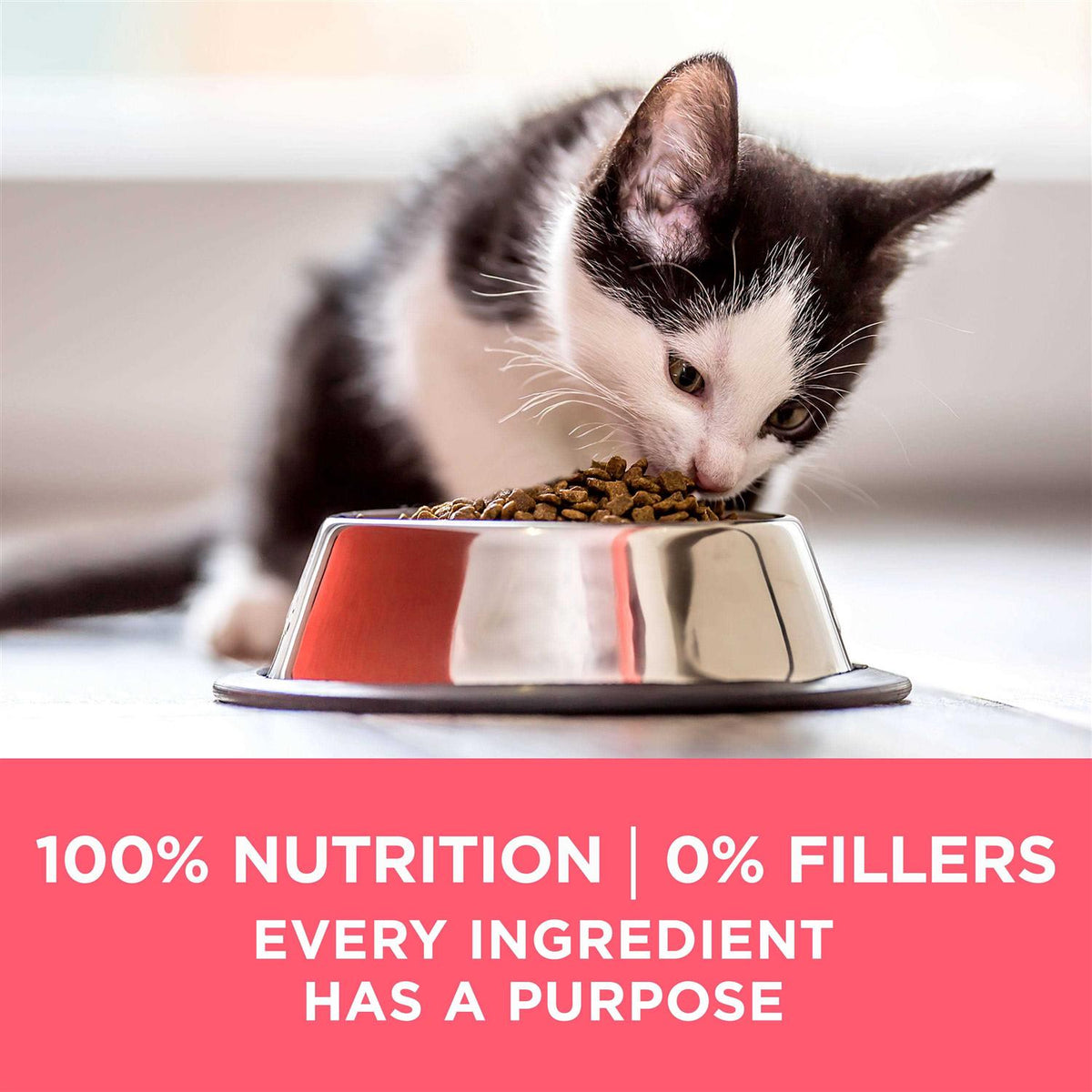 Kitten Dry Food P7152